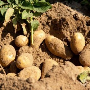 Ранний картофель созреет в Украине на 20 дней раньше обычного — прогноз