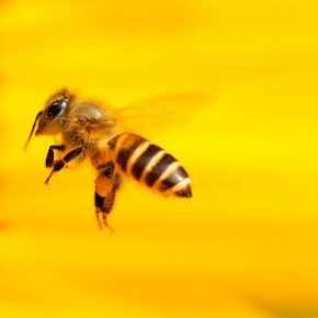 Пестициды провоцируют нарушения развития мозга у пчел — ученые