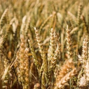 Американцы запатентовали высокоурожайный сорт пшеницы с повышенным содержанием клетчатки