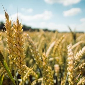 С начала года в Украине выросло сельхозпроизводство
