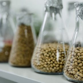 Минэкономики поддержало изменения в законы о семена и охрану прав на сорта растений