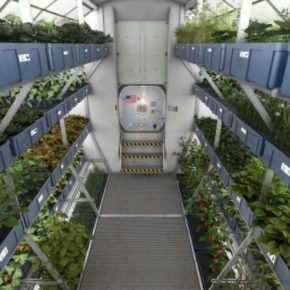 На международной космической станции сумели вырастить высококачественный урожай салата