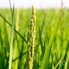 Ученые ищут сорта риса, что смогут справиться с засухой и повышением температур