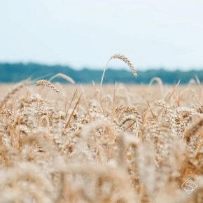 Валовой сбор зерна в Украине прогнозируют на уровне 67,4 млн тонн