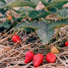На ферме под киевом выращивают органические ягоды и лаванду