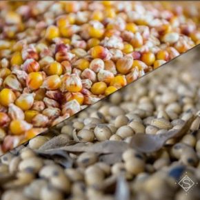 Названы причины возможного падения цен на кукурузу и сою на мировом рынке