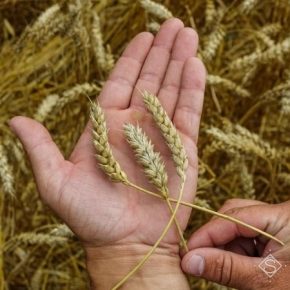 Озвучен прогноз нынешнего недобора урожая зерна в Украине