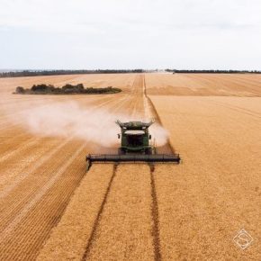 Урожай зерна в Украине составит 65-70 млн тонн — прогноз