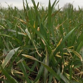 Весенние заморозки и засуха нанесли ущерб озимым пшеницы и рапса — Ярмак