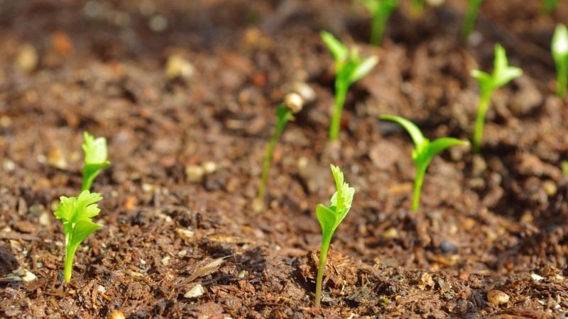 В Україні зростають площі посіву коріандру