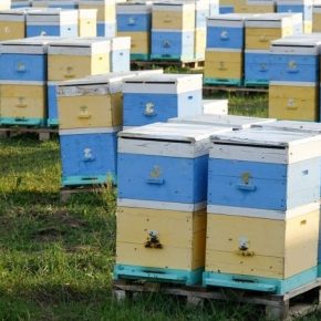 Пасечники обратились к Кабмину через массовые отравления пчел пестицидами