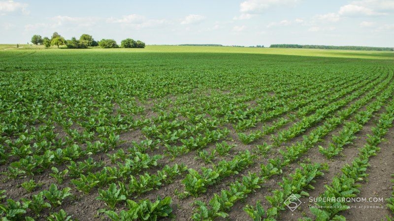 Посівні площі під цукровими буряками в Україні скоротяться на 5% — прогноз
