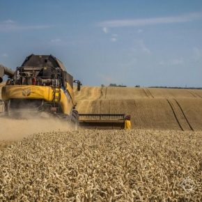 Урожай пшеницы в Украине снизится на четверть — прогноз