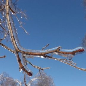 Из-за морозов садоводы на Закарпатье потеряли урожай ранних абрикосов и персиков