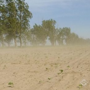 Вследствие изменений климата аграрии столкнутся с проблемами выращивания культур и распространением вредителей