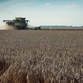 Нынешний прогноз урожая зерна снижен на 2,4%