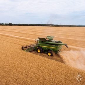 Аграриям грозит снижение производства пшеницы из-за засухи на юге Украины