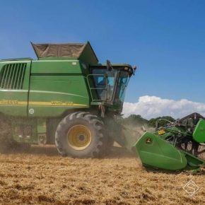 Урожай зерновых сократится на 10% — прогноз