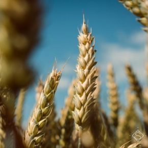 Создан новый сорт пшеницы с повышенным содержанием фруктанов