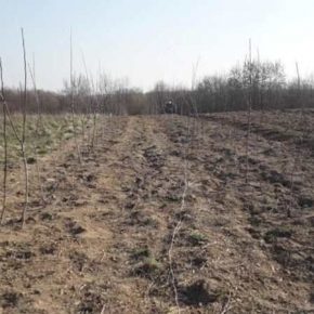 На Буковине заложены новые плантации орехов