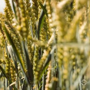 Засуха скажется на потенциале урожайности пшеницы в странах Черноморского региона