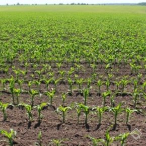 США наращивает площади посева кукурузы и сои — USDA