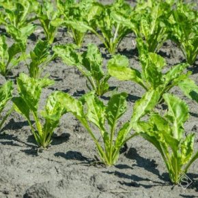 Отдельные агропроизводители Винницкой области отказываются сеять сахарную свеклу