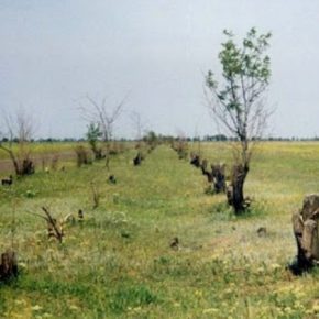 На Николаевщине зафиксирован очередной случай незаконной вырубки лесополос