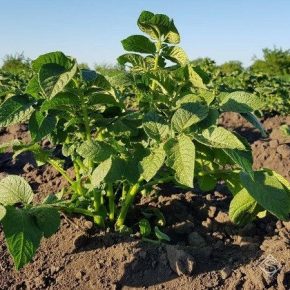 Семейное хозяйство выращивает на Волыни 11 сортов картофеля