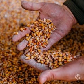 Обнародованы данные закупочных цен на основные сельхозкультуры в Украине