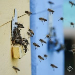 Сносе пылевыми бурями агрохимикаты вызвали массовые случаи мора пчел