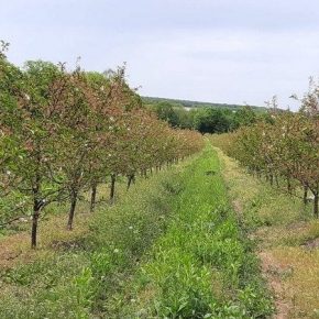 На Винниччине заложат новые вишневые сады