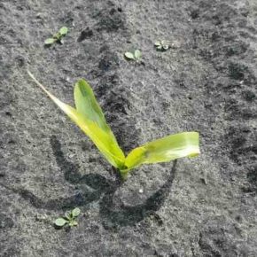 Заморозки повредили посевы кукурузы на Черниговщине