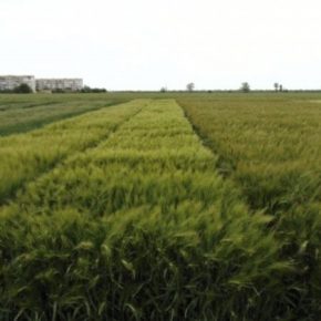Украинские ученые поделились опытом защиты урожая от губительного действия засухи
