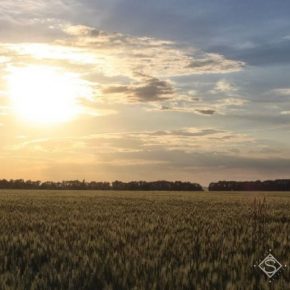 В Украине сохраняется риск усиления почвенной засухи — прогноз