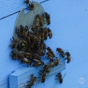 Полтавские аграрии продемонстрировали пример успешного сотрудничества с пчеловодами