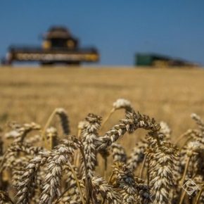 Майские дожди улучшили прогнозы производства зерна в Черноморском регионе