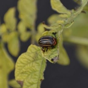 На Ровенщине существует угроза массового распространения колорадского жука