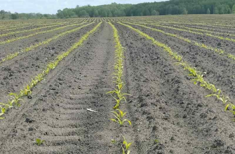Приморозки пошкодили посіви кукурудзи на Чернігівщині