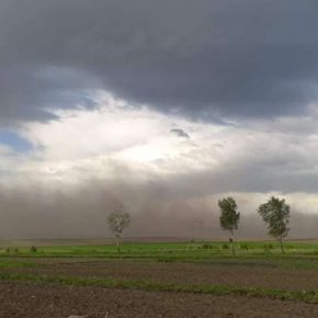Пыльные бури нанесли ущерб сельхозкультурам на Тернопольщине