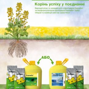 BASF обновил политику продаж семян рапса
