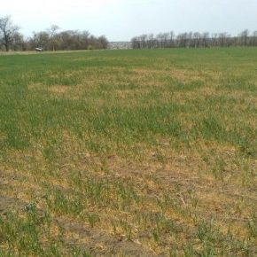 На юге Одесской области засуха уничтожила до 70% посевов озимых