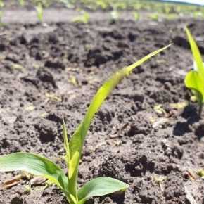 Похолодание повлияло на смещение сроков гербицидных обработок кукурузы