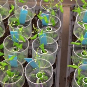 С помощью технологии CRISPR ученым удалось реструктуризировать гены растений