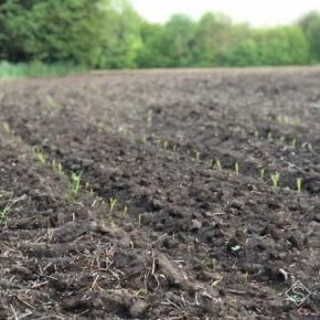Температурный режим в Украине пока не позволяет кукурузе развиваться — эксперт