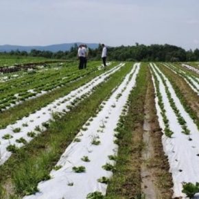 На Львовщине будут развивать органическое сельхозпроизводство