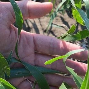 На Киевщине обследовали поврежденные градом посевы кукурузы