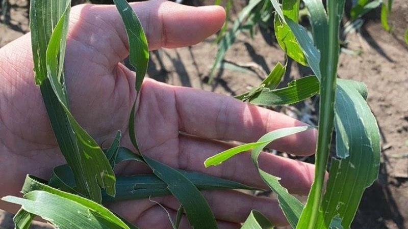 На Київщині обстежили пошкоджені градом посіви кукурудзи