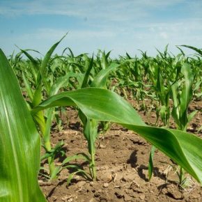 На LNZ Hub 3.0 исследовали зависимость условий сева на потенциальную урожайность кукурузы
