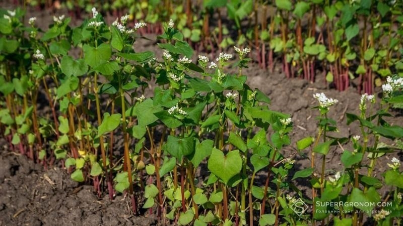 Холодний травень став на заваді посівної гречки в Україні
